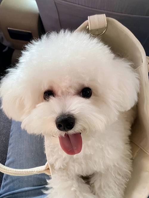一只挑食的比熊犬侧头拒绝狗粮