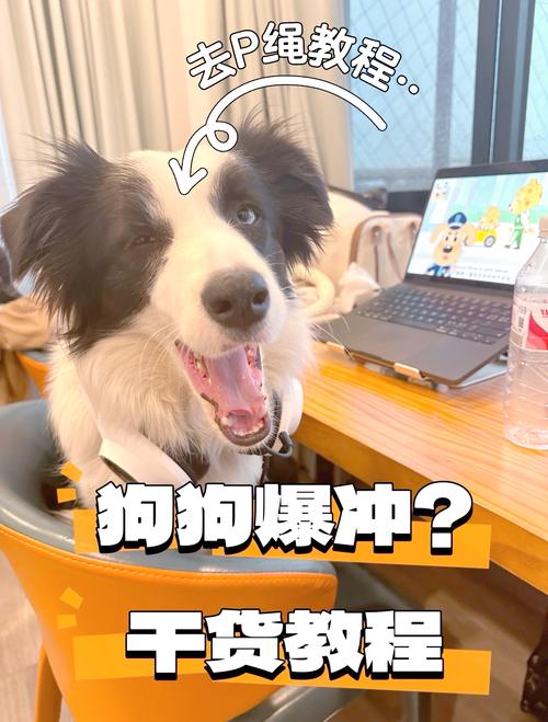 狗狗爆冲原因行为学解释图