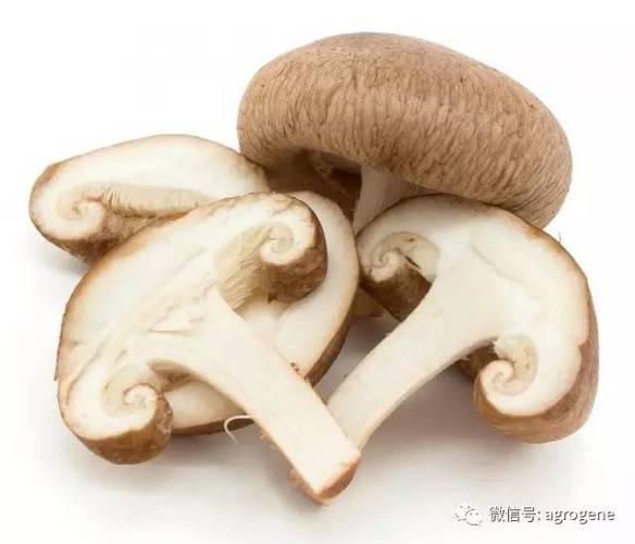 基因编辑培育的抗褐变新鲜蘑菇实拍