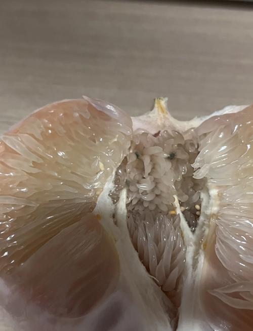 放在衣柜角落发霉变质的新鲜柚子皮