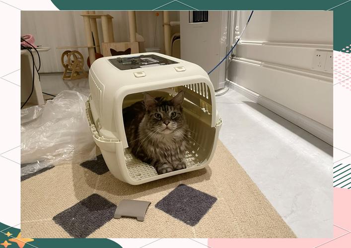 放在客厅当猫咪窝的开放式航空箱