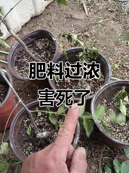 施肥别贪多，补多直接烧苗