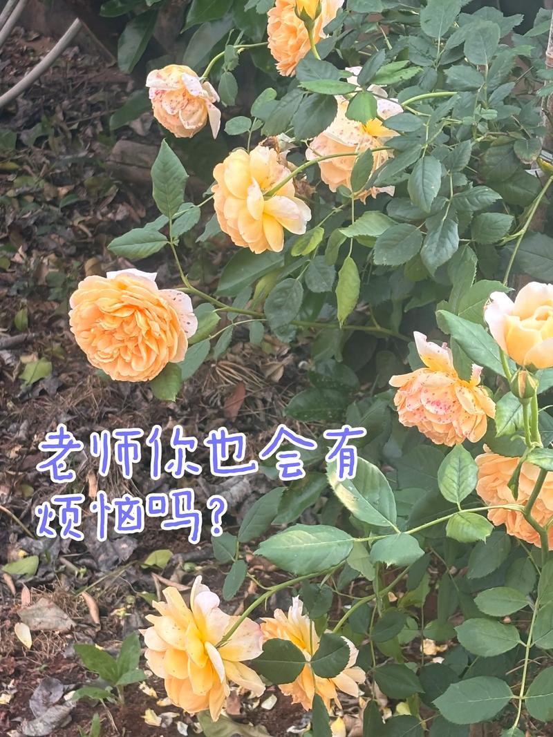 班主任的自我关怀:你不是超人