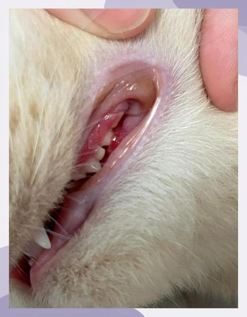猫臼齿附近牙龈泛红的近距离实拍图