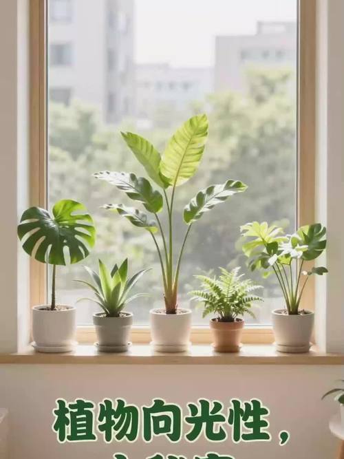小学生在走廊窗台观察自己种植的向光性实验盆栽
