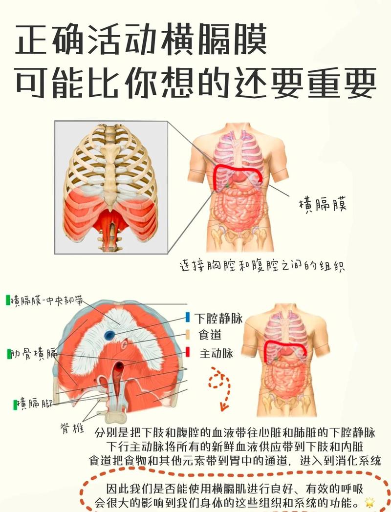 歌唱腹式呼吸横膈膜示意图