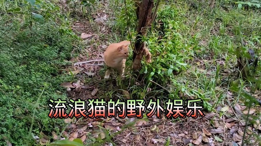流浪猫街头领地标记实拍