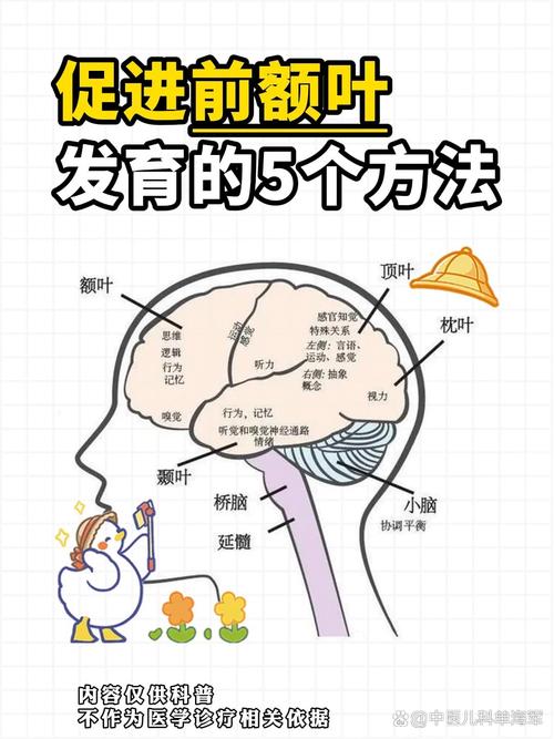4岁儿童前额叶发育与自我控制能力对比示意图