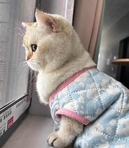橘猫蹲窗台上盯飞鸟实拍图