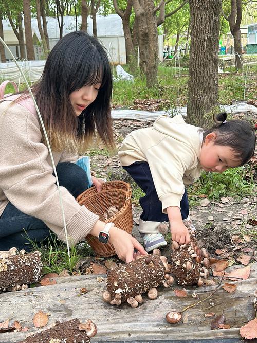 农村小学综合实践活动种植蘑菇场景