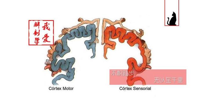 热恋期大脑化学反应示意图