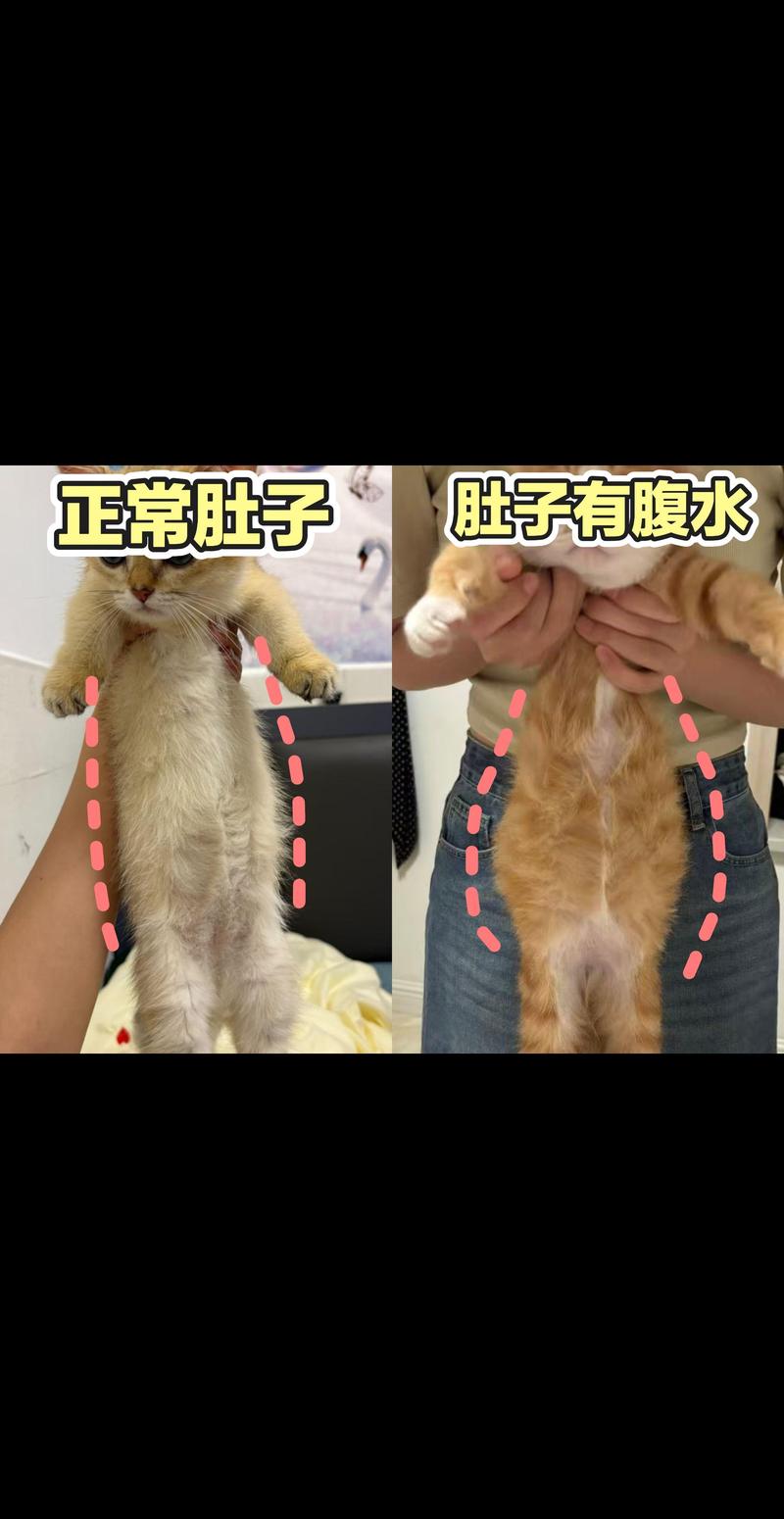 正常猫肚腩与猫传腹腹水腹部对比