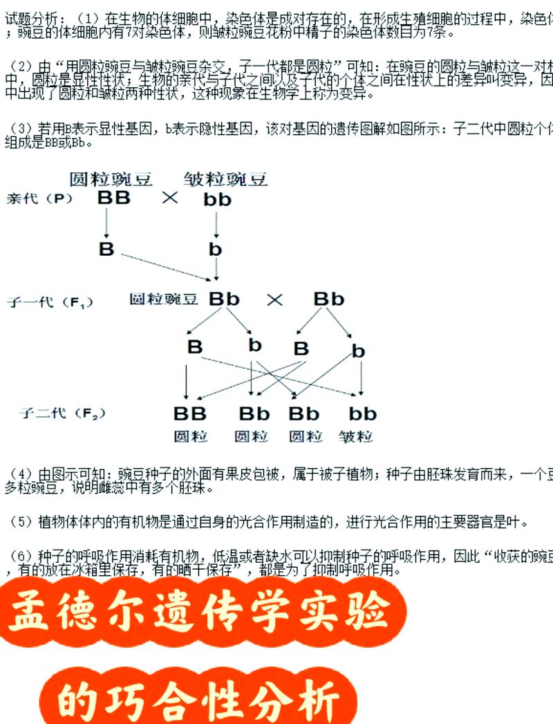 高中生物孟德尔豌豆杂交遗传实验示意图