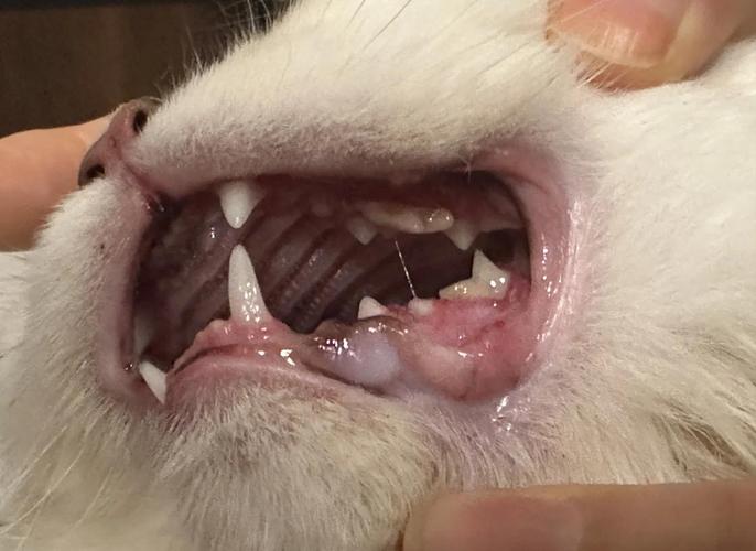 感染猫杯状病毒的猫咪口腔溃疡实拍