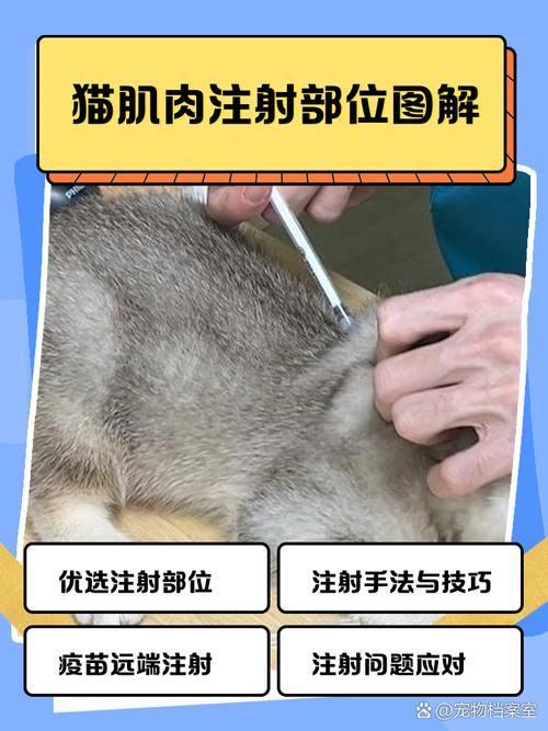 宠物猫颈部皮下注射胰岛素实操示范图