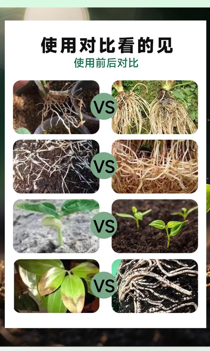 土壤微生物菌剂接种番茄根系防病效果对比