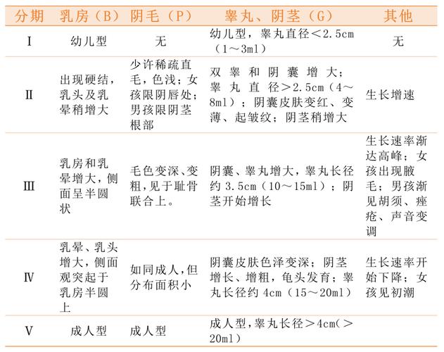 青春期男孩生殖系统发育与遗精生理机制图解