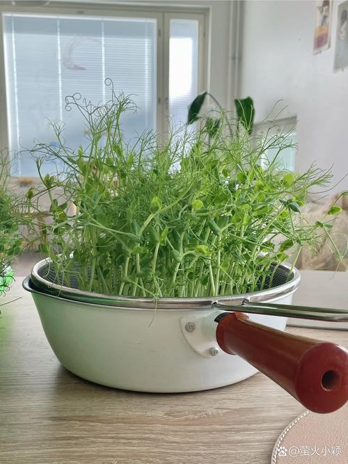 厨房里带水珠的豌豆苗放在沥水篮中