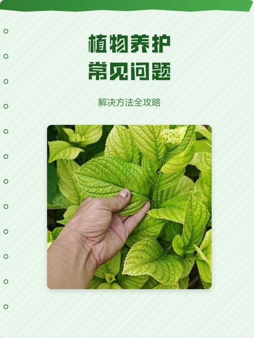 绿植固定与后期维护问题