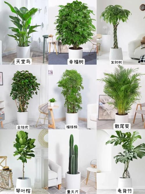 不同朝向房间室内绿植适配示意图