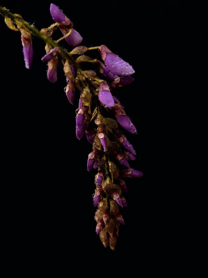 紫藤老茎螺旋纹理细节