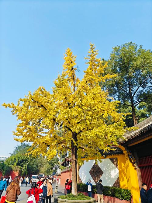 文殊院银杏金黄