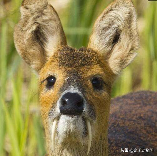 中华獐雄性露出獠牙特写