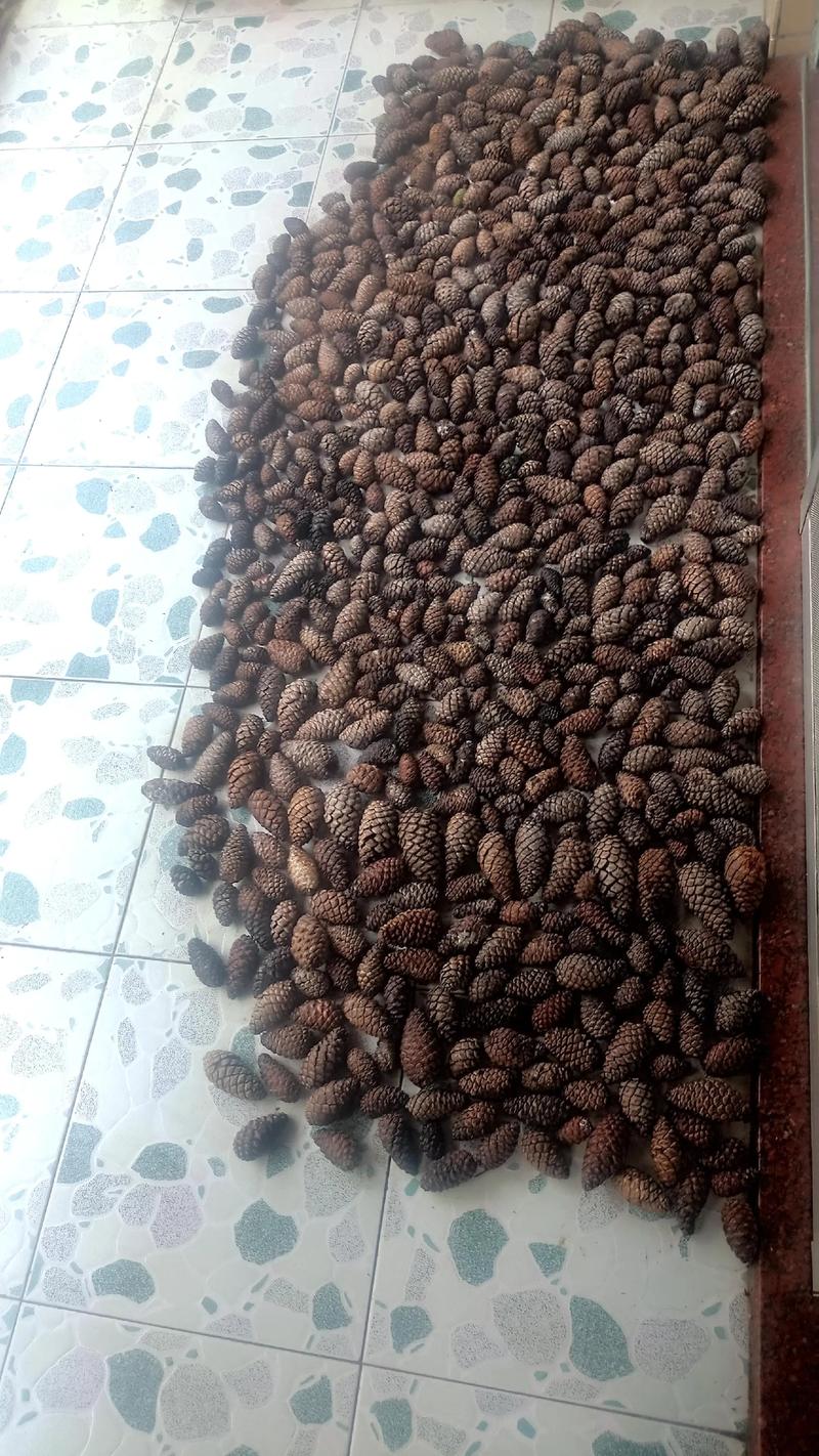 一块刚被翻开的沼泽泥炭,表面嵌着一颗完整且闪着光泽的远古松果