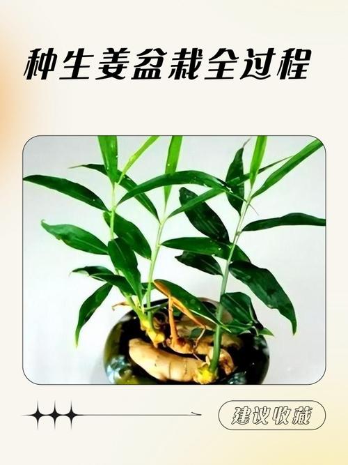 家庭种植生姜盆栽方法