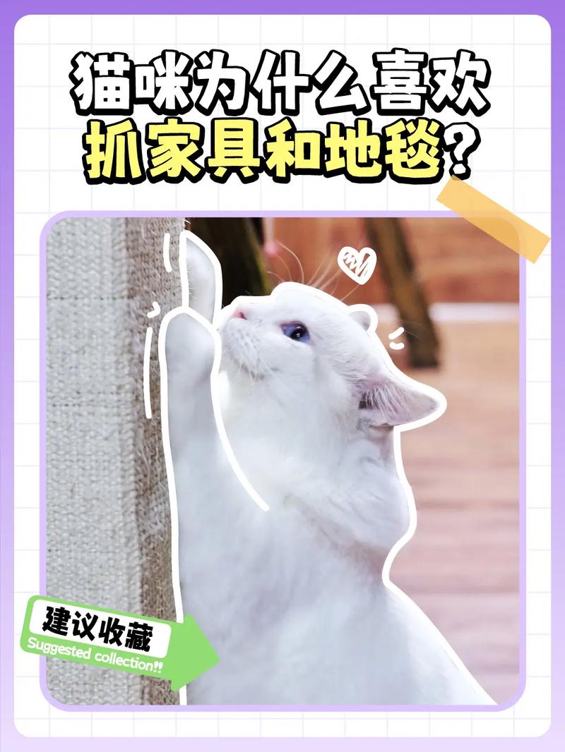家具和地毯——宠物主人的痛