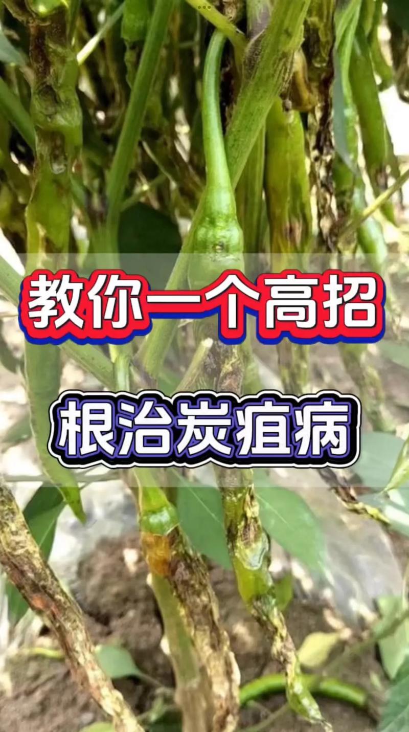 3. 虫害防治不靠农药——老祖宗的笨办法真好用