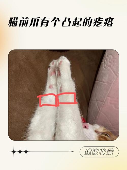 这小东西,为什么比爪子好用太多