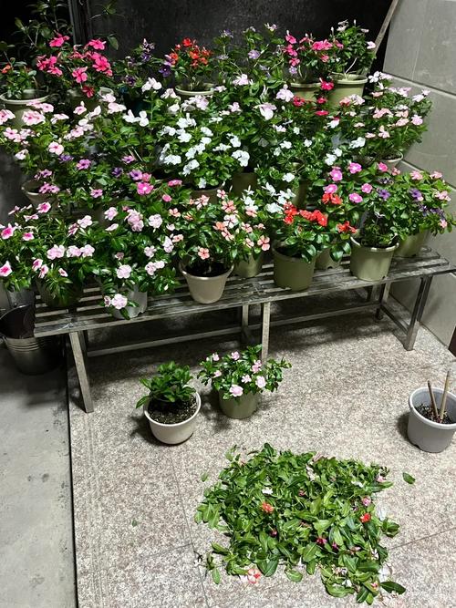 家庭阳台养花筛旧花土挑选残根场景