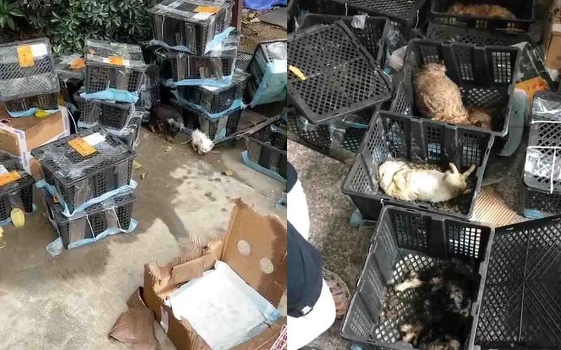 被媒体曝光的违规宠物盲盒运输现场