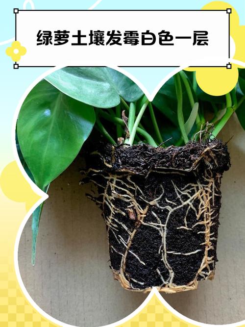 居家阳台过量栽种绿植发霉盆土实拍