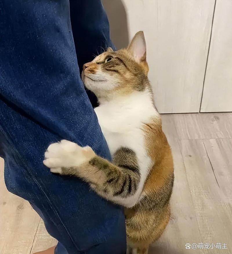 猫用头蹭主人腿