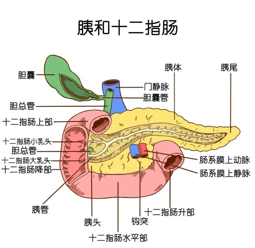 慢性胰腺炎胰腺消化功能示意图