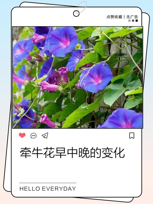 牵牛花早上中午对比观察实验图
