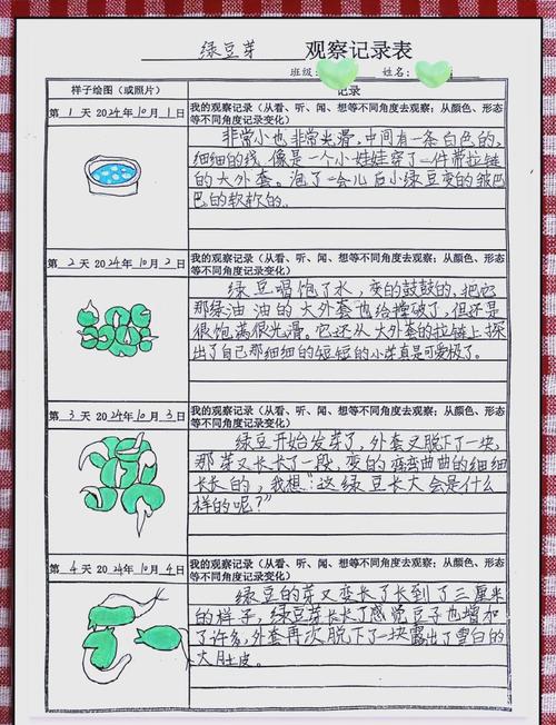 小学生项目式学习观察绿豆发芽手写记录