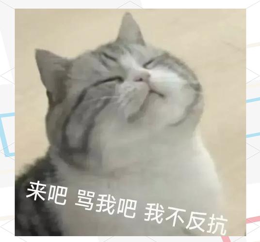 猫的格局：我自岿然不动，你奈我何