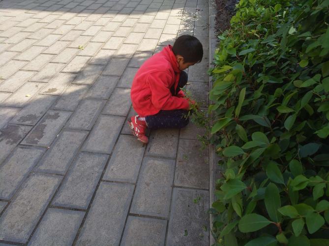 小学低年级孩子蹲在路边抠地砖缝三叶草
