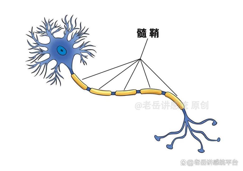 大脑神经元连接髓鞘化过程示意图