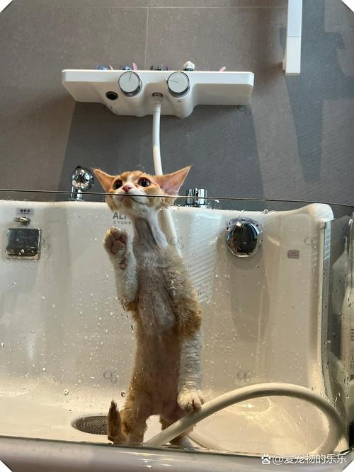 我恨拍短视频，就像猫恨洗澡
