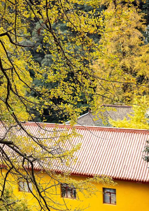千年古银杏树与古寺屋檐秋日盛景