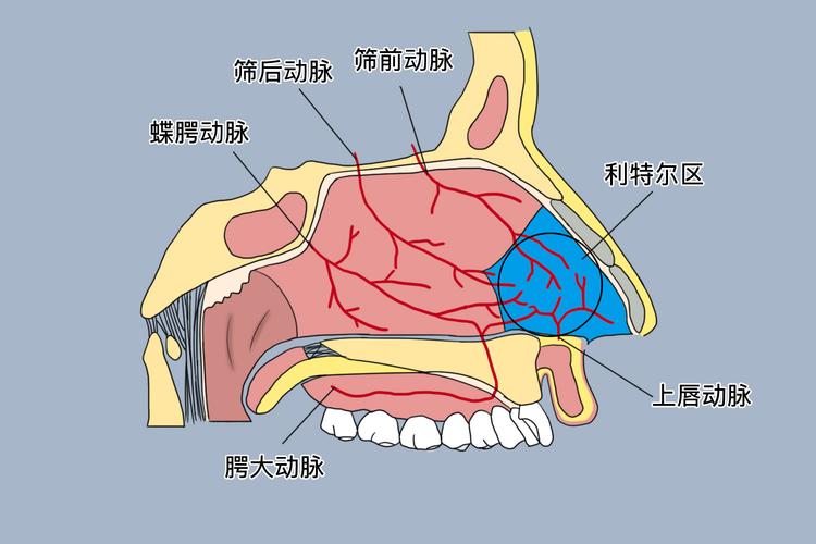 鼻腔内部利特尔区血管分布解剖图