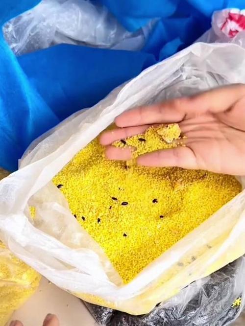 家庭储存杂粮长虫结块实拍