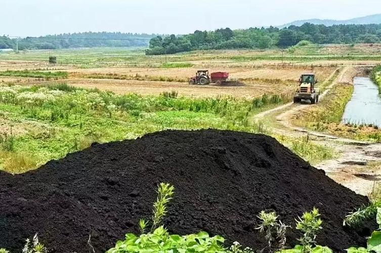 改性生物炭重金属污染土壤修复试验田