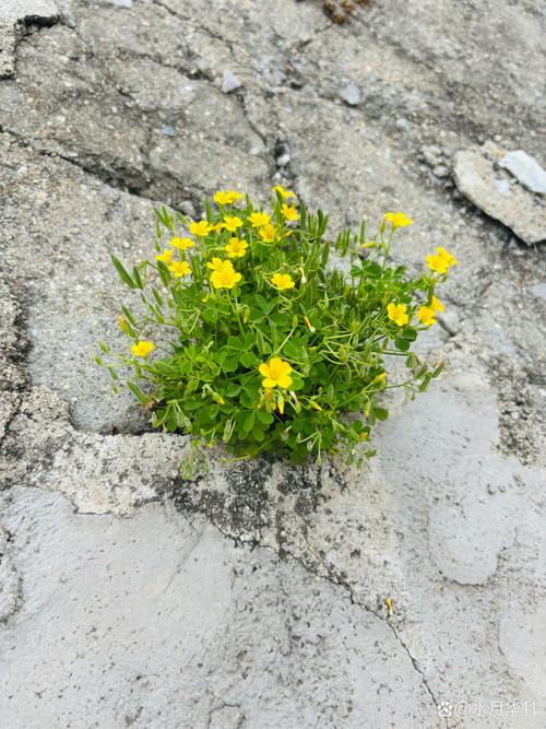 裂纹里开出的小花