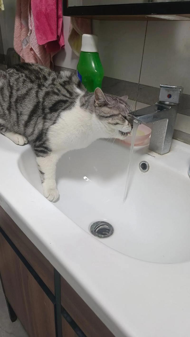 家用带刻度猫水碗记录每日饮水量的实拍图