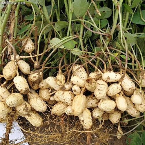 池州乌沙镇江滩沙地里刚拔出的带泥带藤花生植株